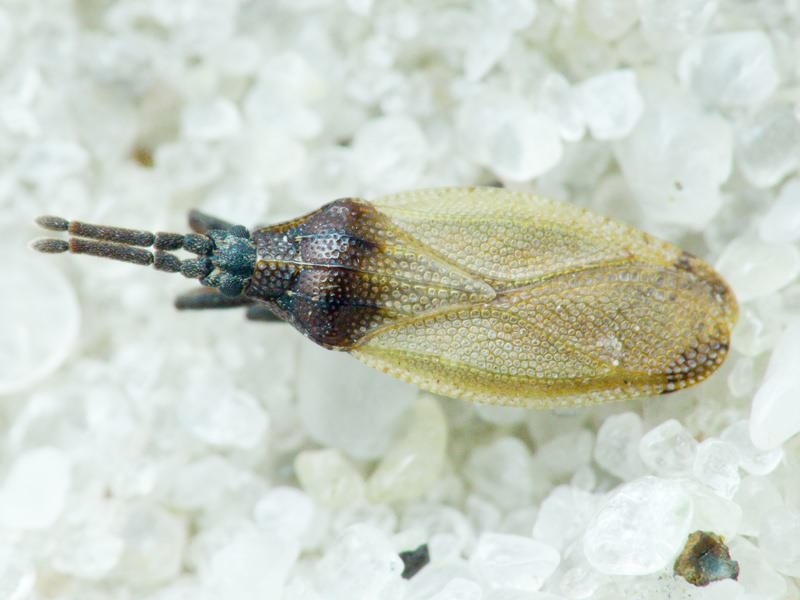 Catoplatus carthusianus (Goeze, 1778)